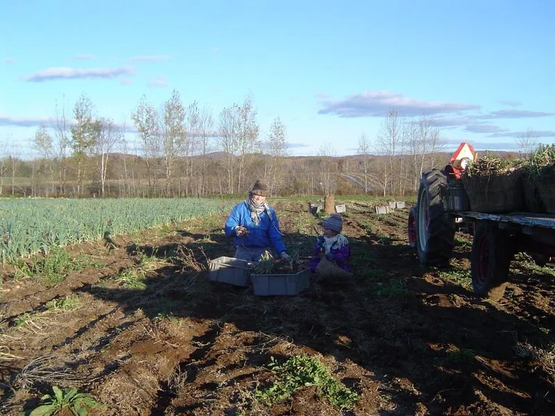 Récolte aux champs à la ferme, à Saint-André-Avellin