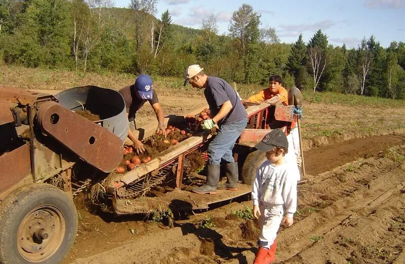 Récolte des pommes de terre à la ferme, en famille